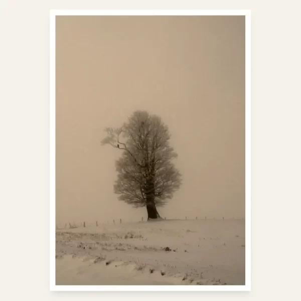 Soko na drvetu prekrivenom snijegom - slika za zid