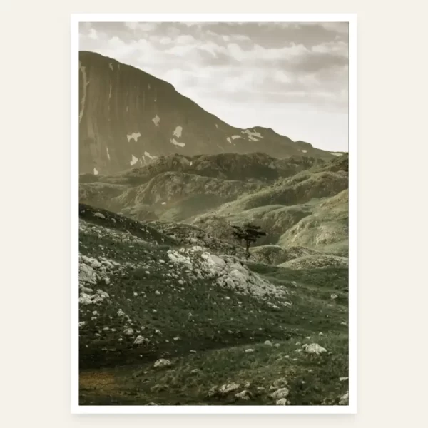 Drvo u Nacionalnom parku Durmitor - slika za zid