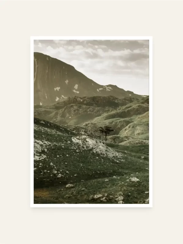 Drvo u Nacionalnom parku Durmitor - slika za zid