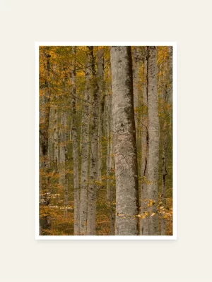 Biogradska prašuma - slika za zid