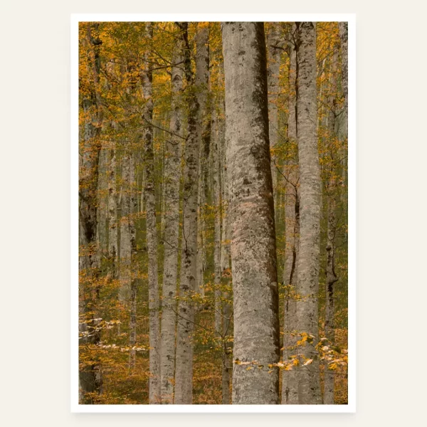 Biogradska prašuma - slika za zid