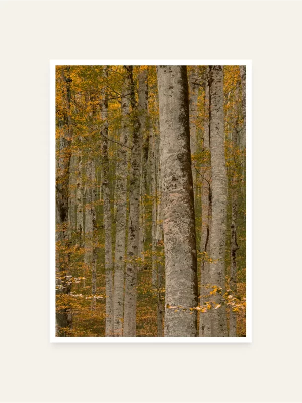 Biogradska prašuma - slika za zid