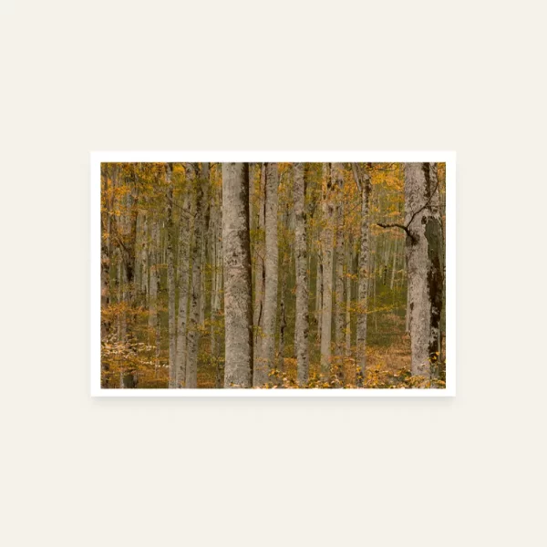 Biogradska prašuma horizontalno - slika za zid