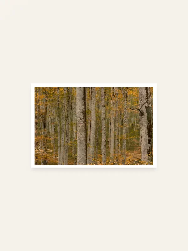 Biogradska prašuma horizontalno - slika za zid