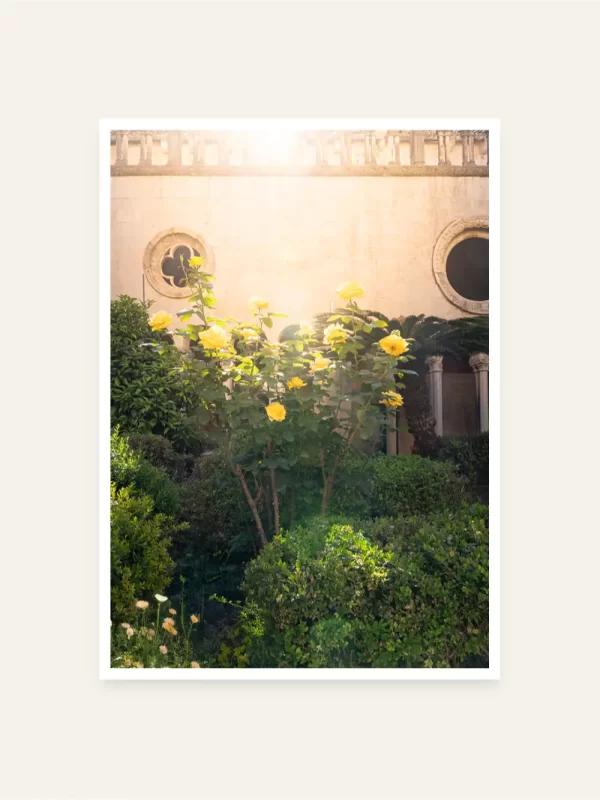 Žute ruže iz Dubrovačkog samostana - slika za zid