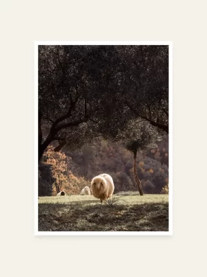 Jedna ovca ispred i dvije ovce iza nje, u maslinjaku - slika za zid