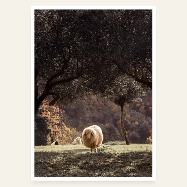 Jedna ovca ispred i dvije ovce iza nje, u maslinjaku - slika za zid