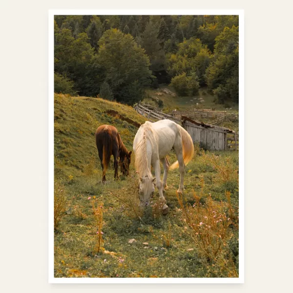 Dva konja pasu na planini - slika za zid