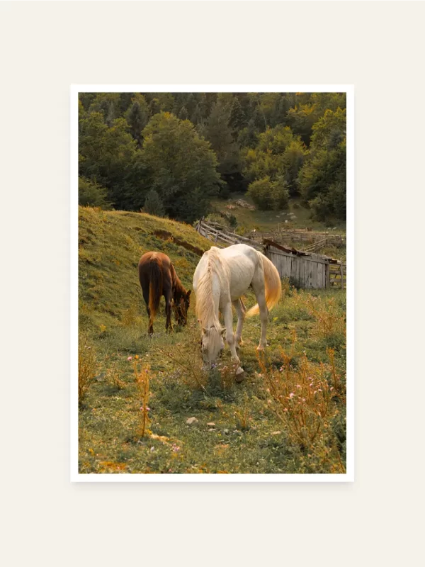 Dva konja pasu na planini - slika za zid