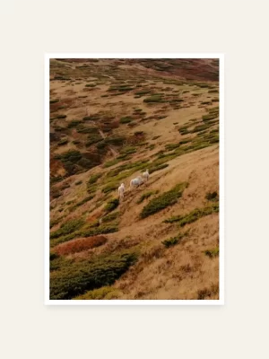 Tri bijela konja koja idu uzbrdo - slika za zid