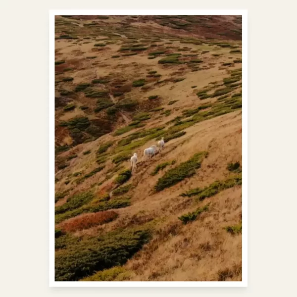 Tri bijela konja koja idu uzbrdo - slika za zid