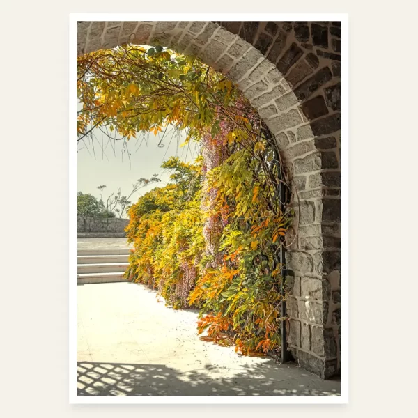 Portun Citadele u Budvi obrasle visterijom - slika za zid