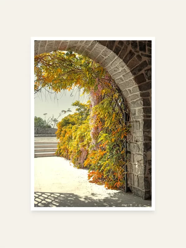 Portun Citadele u Budvi obrasle visterijom - slika za zid