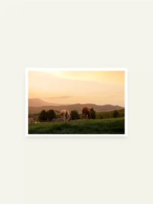 Dva konja koja pasu u sami suton - slika za zid