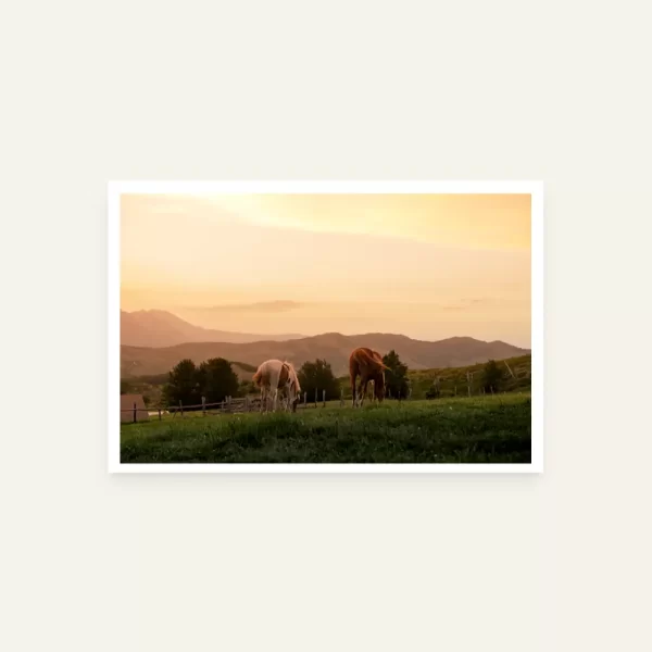 Dva konja koja pasu u sami suton - slika za zid