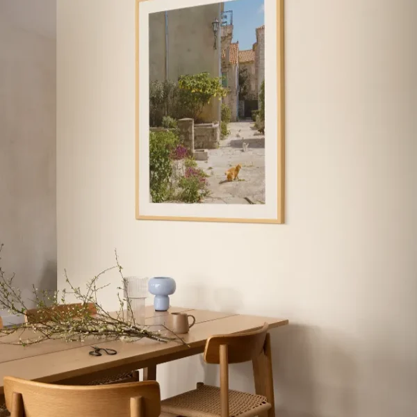 Macke perasta 3 Mačke u Perastu