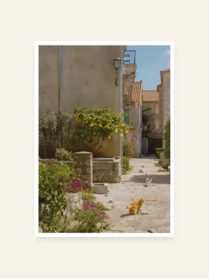 Macke u perastu Mačke Perasta