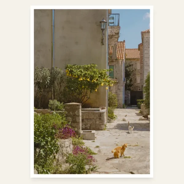 Macke u perastu Mačke Perasta